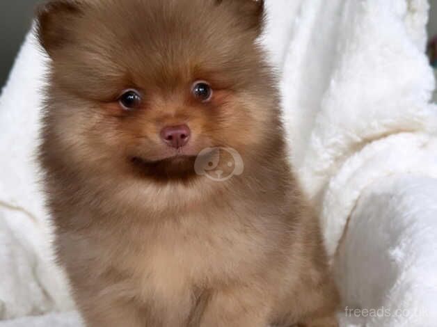 Beautiful KC Pomeranian puppies ( two pups left) for sale in Birmingham, West Midlands - Image 4