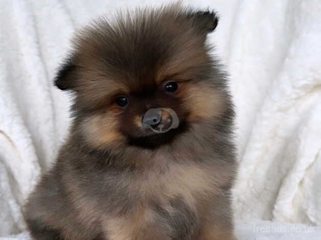 Beautiful KC Pomeranian puppies ( two pups left) for sale in Birmingham, West Midlands - Image 5