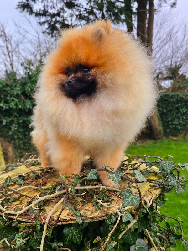 *Beautiful kc pomeranian 8 month pup* for sale in Kingston upon Hull, East Riding of Yorkshire - Image 2