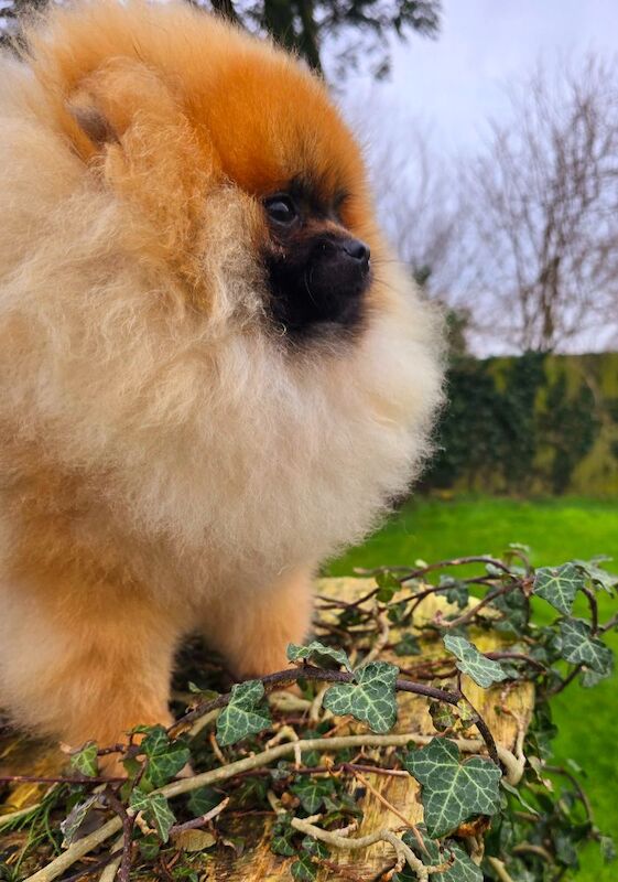 *Beautiful kc pomeranian 8 month pup* for sale in Kingston upon Hull, East Riding of Yorkshire - Image 3