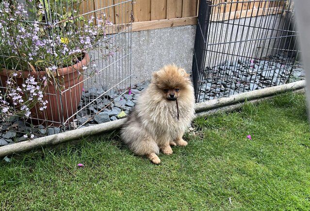 Beautiful KC Registered Pomeranian Pups for sale in Solihull, West Midlands