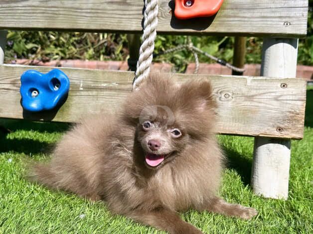 Beautiful lilac KC Pomeranian for sale in Birmingham, West Midlands