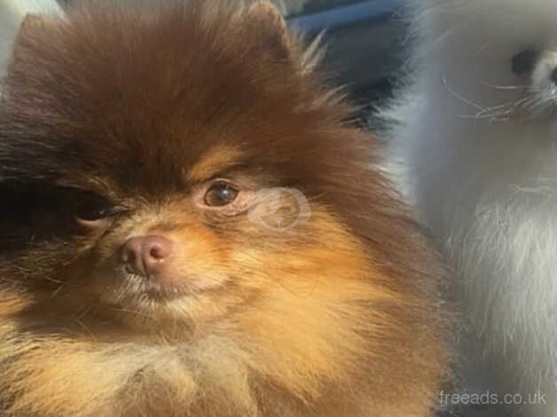 Beautiful lilac KC Pomeranian for sale in Birmingham, West Midlands - Image 3