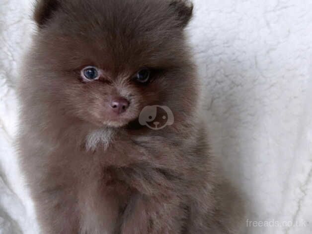 Beautiful lilac KC Pomeranian for sale in Birmingham, West Midlands - Image 5