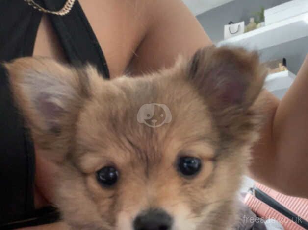 Beautiful little girl pomeranian puppy for sale in Swansea