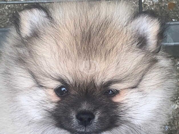 Beautiful little Pomeranians puppies for sale in Gravesend, Hertfordshire - Image 2