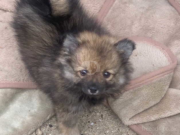 Beautiful little Pomeranians puppies for sale in Gravesend, Hertfordshire - Image 3