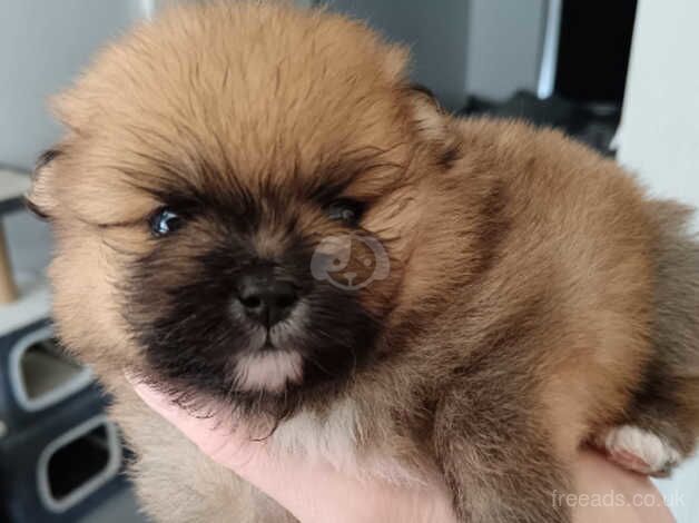 Beautiful marle miniature Pomeranian puppies for sale in Sheffield, South Yorkshire - Image 1