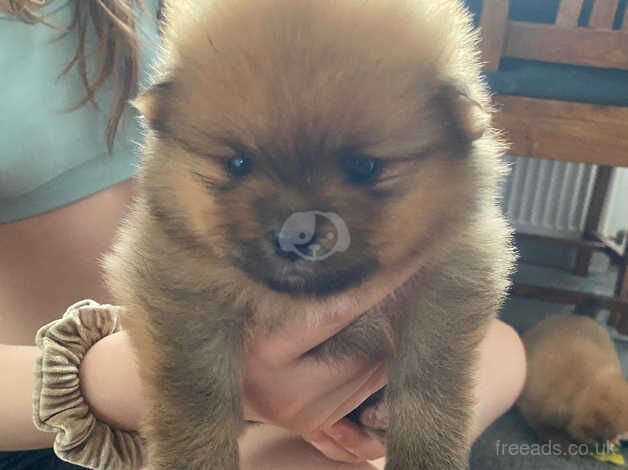 Beautiful marle miniature Pomeranian puppies for sale in Sheffield, South Yorkshire - Image 2