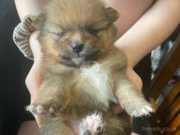 Beautiful marle miniature Pomeranian puppies for sale in Sheffield, South Yorkshire - Image 3