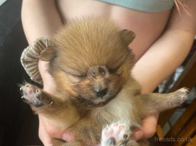 Beautiful marle miniature Pomeranian puppies for sale in Sheffield, South Yorkshire - Image 4