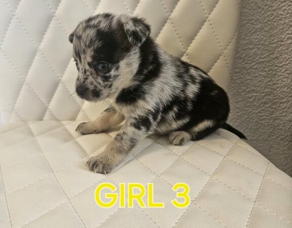 Beautiful merl pomchi puppies for sale in Gravesend, Kent