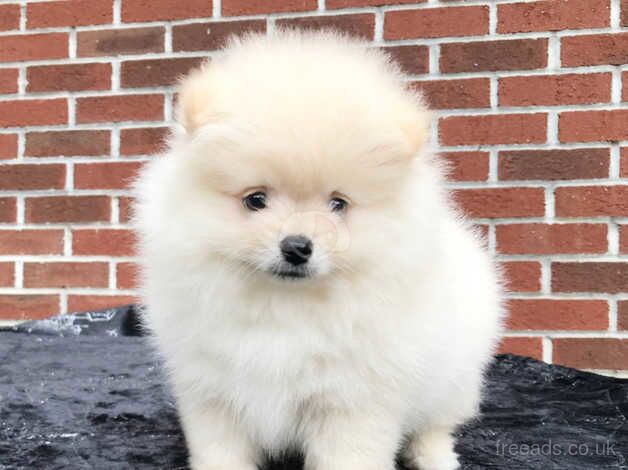 beautiful Merle Pomeranian puppies for sale in Lewisham, Lewisham, Greater London - Image 1