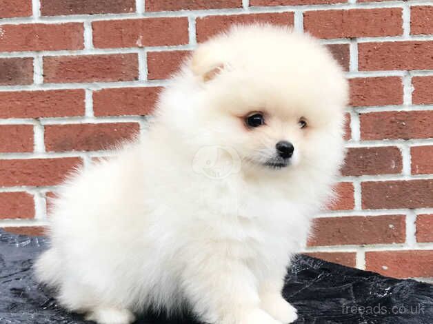 Pomeranians for sale in Lewisham, Lewisham, Greater London