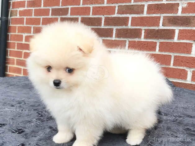 KC Registered Pomeranian Puppies for sale in Greater London