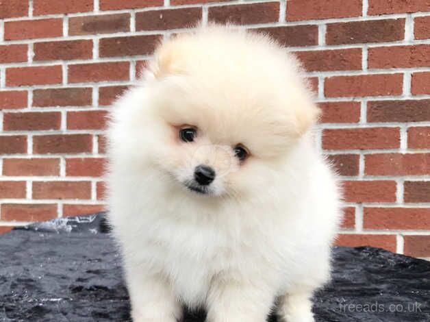 Pomeranian Puppies for sale