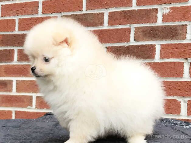 beautiful Merle Pomeranian puppies for sale in Lewisham, Lewisham, Greater London - Image 5