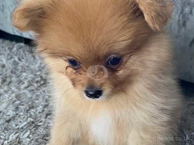 Beautiful merle tea cup Pomeranians for sale in Sheffield, South Yorkshire