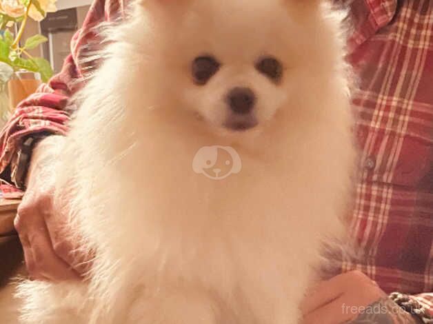 Beautiful pom boy age 3 for sale in Spennymoor, County Durham