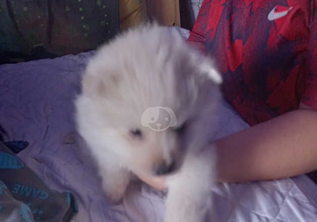 Beautiful pom pups for sale in Southampton, Hampshire