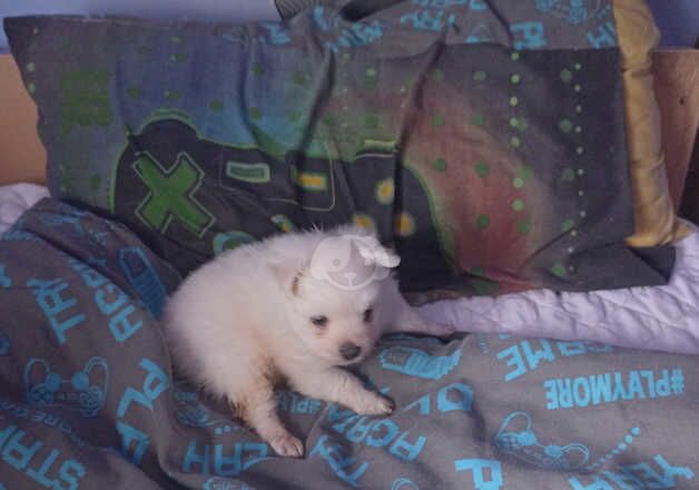 Beautiful pom pups for sale in Southampton, Hampshire - Image 2