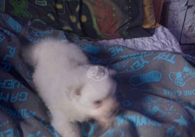 Beautiful pom pups for sale in Southampton, Hampshire - Image 3