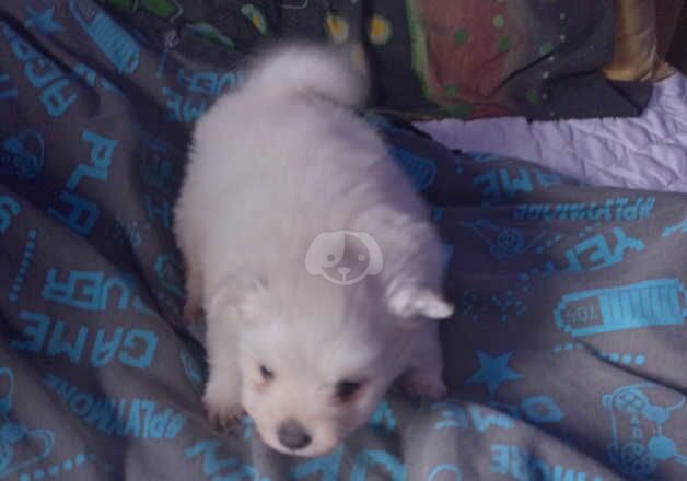 Pomeranian Puppies for sale