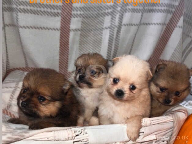 Beautiful Pomeranian babies for sale in Stourport On Severn, Worcestershire - Image 1