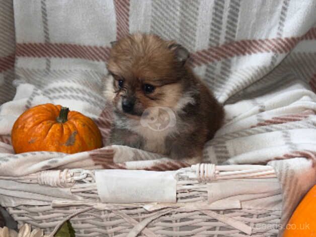 Beautiful Pomeranian babies for sale in Stourport On Severn, Worcestershire - Image 2