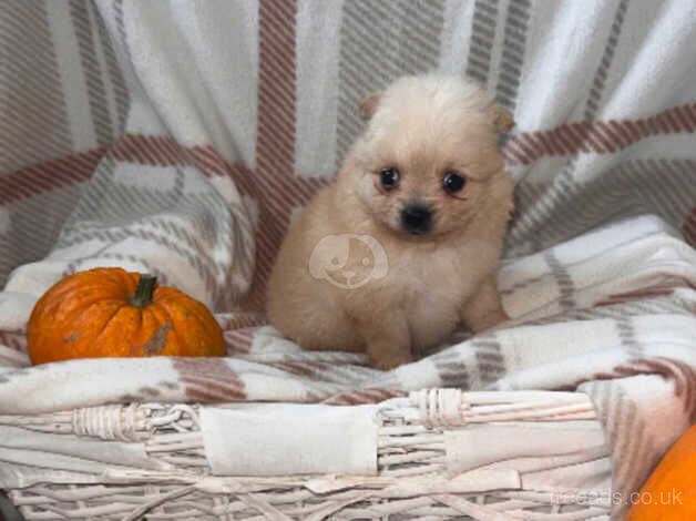 Beautiful Pomeranian babies for sale in Stourport On Severn, Worcestershire - Image 3