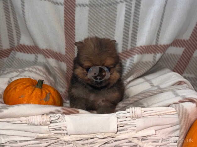 Beautiful Pomeranian babies for sale in Stourport On Severn, Worcestershire - Image 4