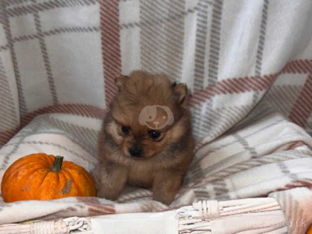 Beautiful Pomeranian babies for sale in Stourport On Severn, Worcestershire - Image 5