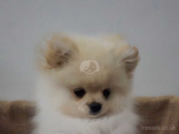 Beautiful Pomeranian Boy for sale in Peterborough, Cambridgeshire - Image 1