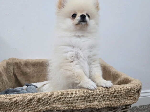 Beautiful Pomeranian Boy for sale in Peterborough, Cambridgeshire - Image 2