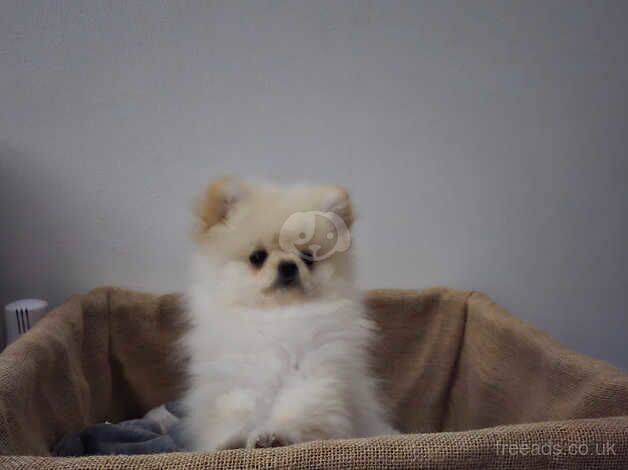 Beautiful Pomeranian Boy for sale in Peterborough, Cambridgeshire - Image 3