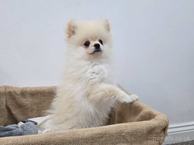 Beautiful Pomeranian Boy for sale in Peterborough, Cambridgeshire - Image 4