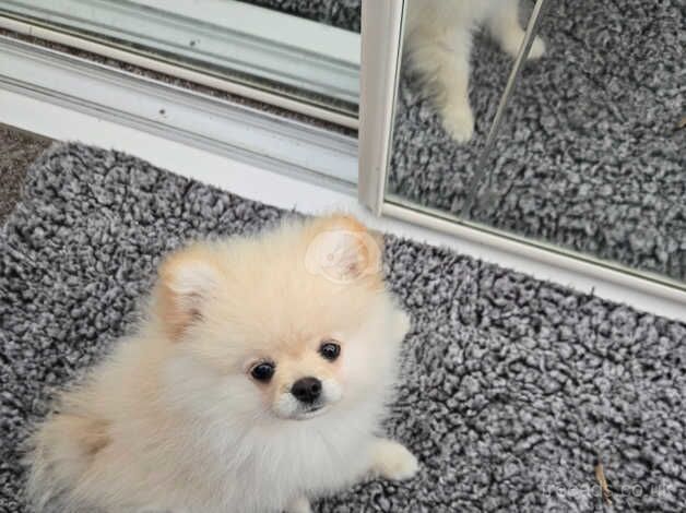 Beautiful Pomeranian Boy for sale in Peterborough, Cambridgeshire - Image 5