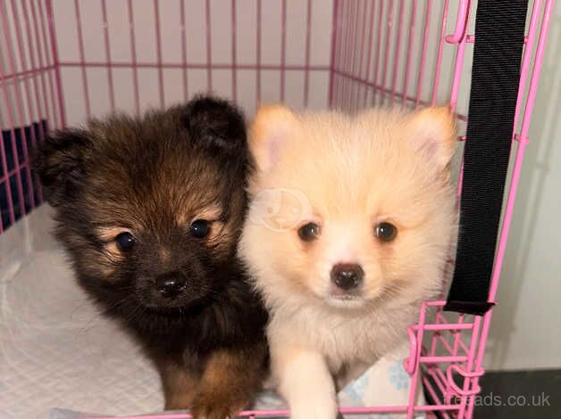 Beautiful Pomeranian boys for sale in Newham, Northumberland - Image 1