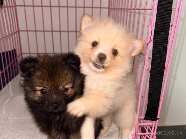 Beautiful Pomeranian boys for sale in Newham, Northumberland - Image 2