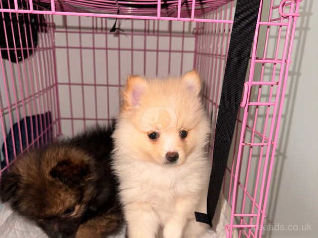 Beautiful Pomeranian boys for sale in Newham, Northumberland - Image 3