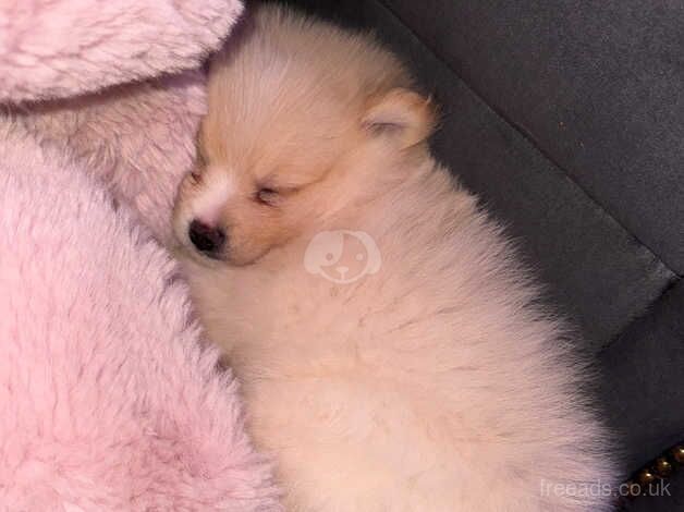 Beautiful Pomeranian boys for sale in Newham, Northumberland - Image 4