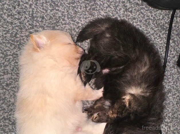 Beautiful Pomeranian boys for sale in Newham, Northumberland - Image 5