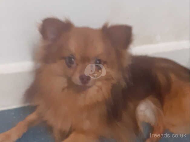 beautiful pomeranian cross Male for sale in Oxford, Staffordshire