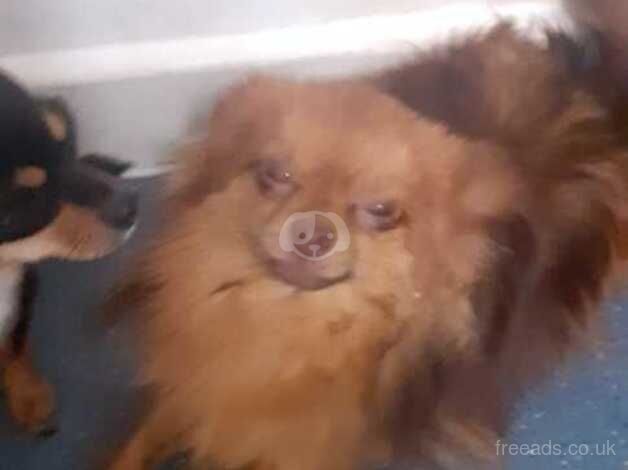 beautiful pomeranian cross Male for sale in Oxford, Staffordshire - Image 2