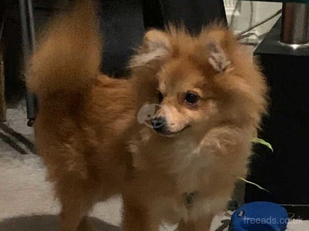 Beautiful Pomeranian Female- Mocha for sale in Lambeth, Lambeth, Greater London