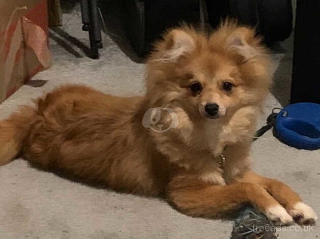 Beautiful Pomeranian Female- Mocha for sale in Lambeth, Lambeth, Greater London - Image 2