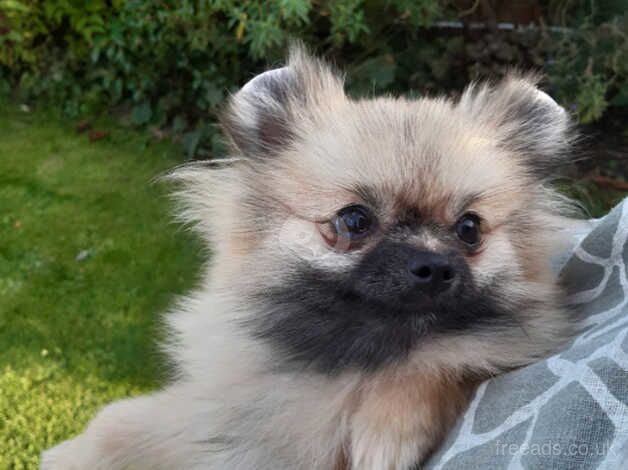 Beautiful Pomeranian girl for sale in Castleford, West Yorkshire