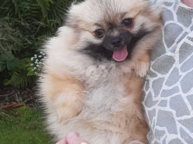 Beautiful Pomeranian girl for sale in Castleford, West Yorkshire - Image 2