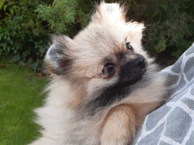 Beautiful Pomeranian girl for sale in Castleford, West Yorkshire - Image 3