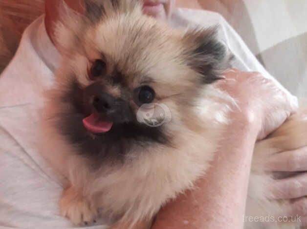 Beautiful Pomeranian girl for sale in Castleford, West Yorkshire - Image 4